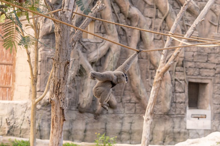 A Monkey Hanging On The Rope