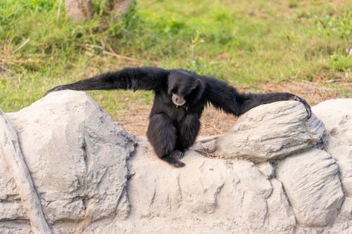 Black Monkey on the Rock