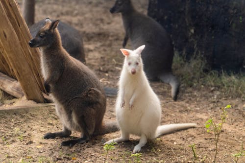 Photo of a White Kangaroo and Brown Kangaroo