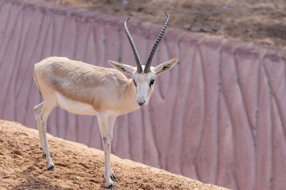 What is Gazelle Intensity and How to Get It