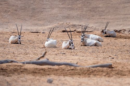 Free A herd of Arabian oryxes resting on sand dunes in the desert landscape of Dubai, UAE. Stock Photo