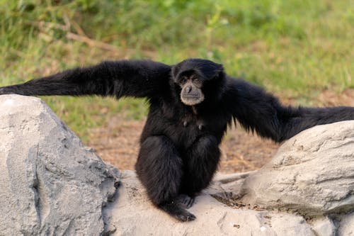 Siamang Black Furred Sitting on Gray Rock