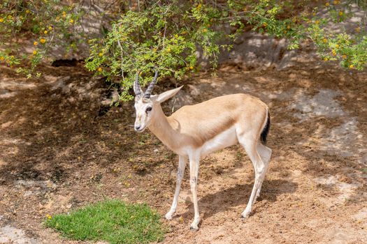 La Gazelle