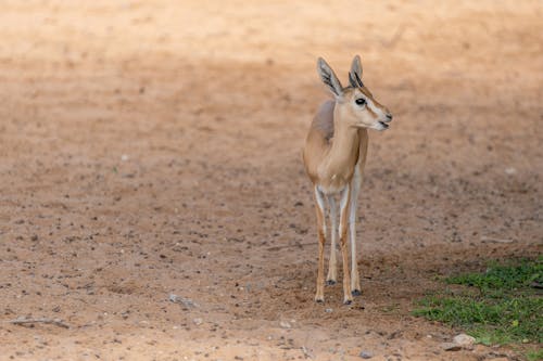 Immagine gratuita di animale, antilope, avvicinamento