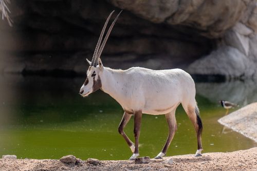 Free A majestic Arabian oryx stands by a lush oasis in the Dubai desert, showcasing wildlife elegance. Stock Photo