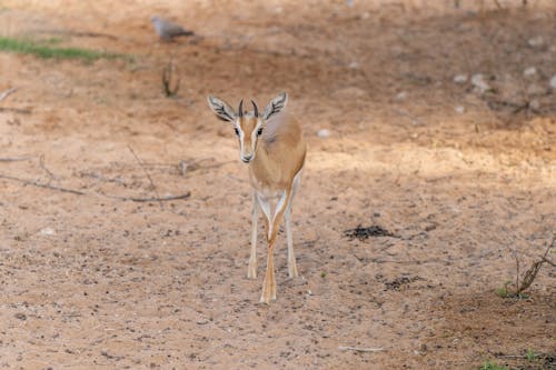 Gratis stockfoto met antilope, bedreigde, beest
