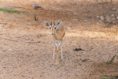 Free A lone gazelle walks gracefully across the sandy terrain in Dubai, showcasing its elegance and adaptability. Stock Photo