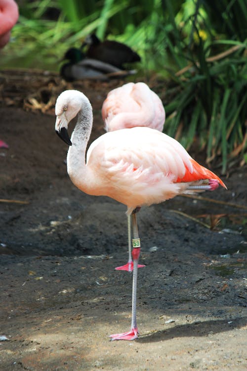Ingyenes stockfotó állat, elmosódott háttér, flamingó témában