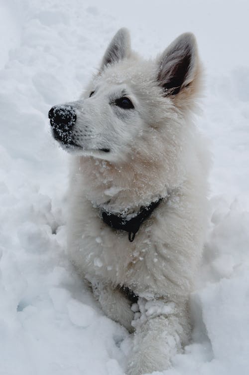 Free Attentive white Swiss shepherd dog with rime wearing black collar lying on snow in nature on winter day in countryside Stock Photo