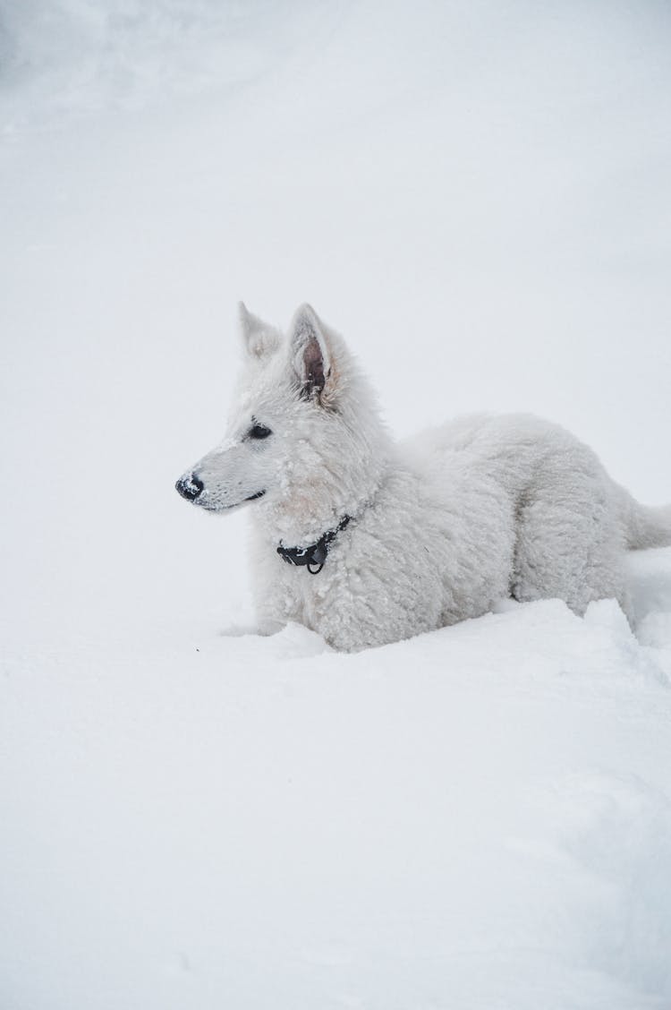 White Shepherd Dog On Snow