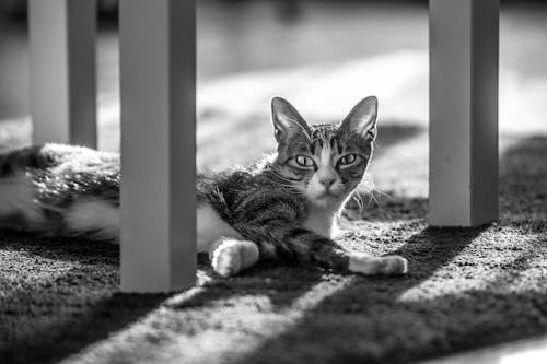 Grayscale Photo of a Tabby Cat on Floor