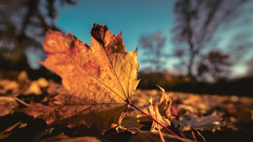 Gratis lagerfoto af baggrundsbillede, dybde, efterårsfarver