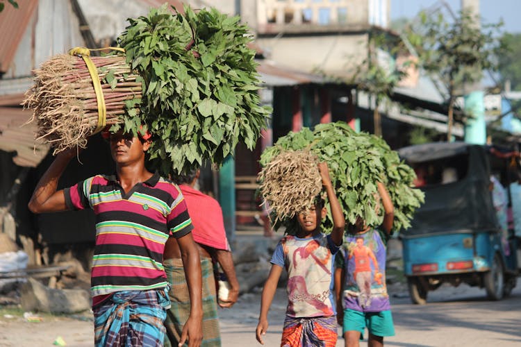 People Carrying And Selling Green Leafy Plant On The Street