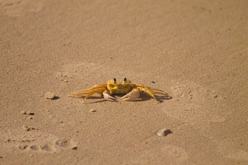 Free Close-Up Shot of a Crab on the Sand Stock Photo