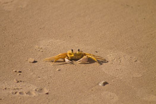 A lone ghost crab on a sandy beach, showcasing nature's beauty and simplicity.