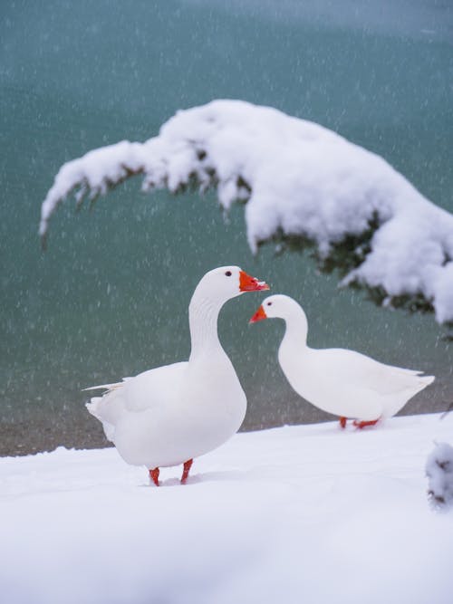 White Ducks on Snow Covered Ground