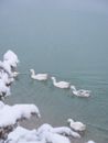 Wilds Ducks Paddling on in Icy Lake