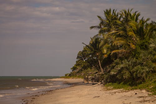 Бесплатное стоковое фото с берег моря, живописный, кокосовые пальмы