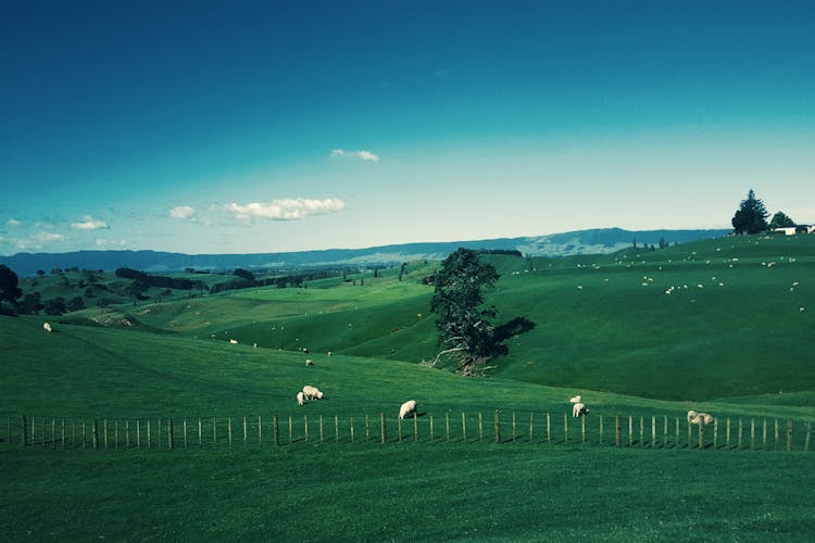 White Furred Animals On Green Grass Field