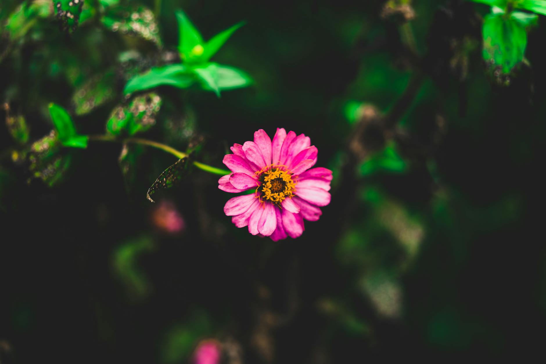 Tilt Shift Photography of Pink Zinnia Flower · Free Stock Photo
