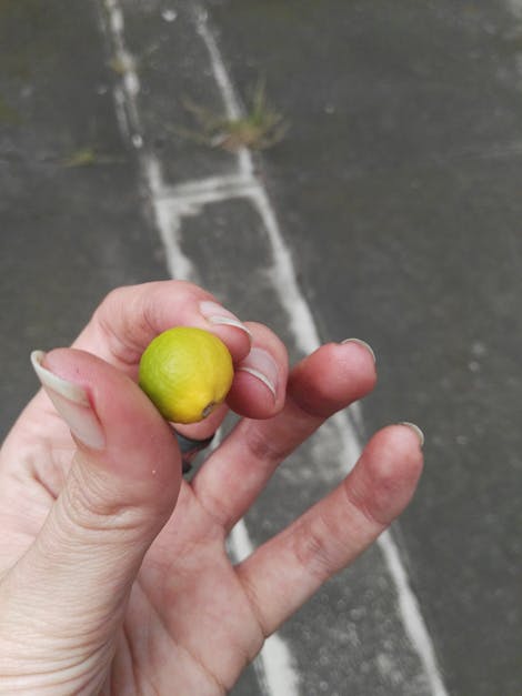 Free stock photo of lemon