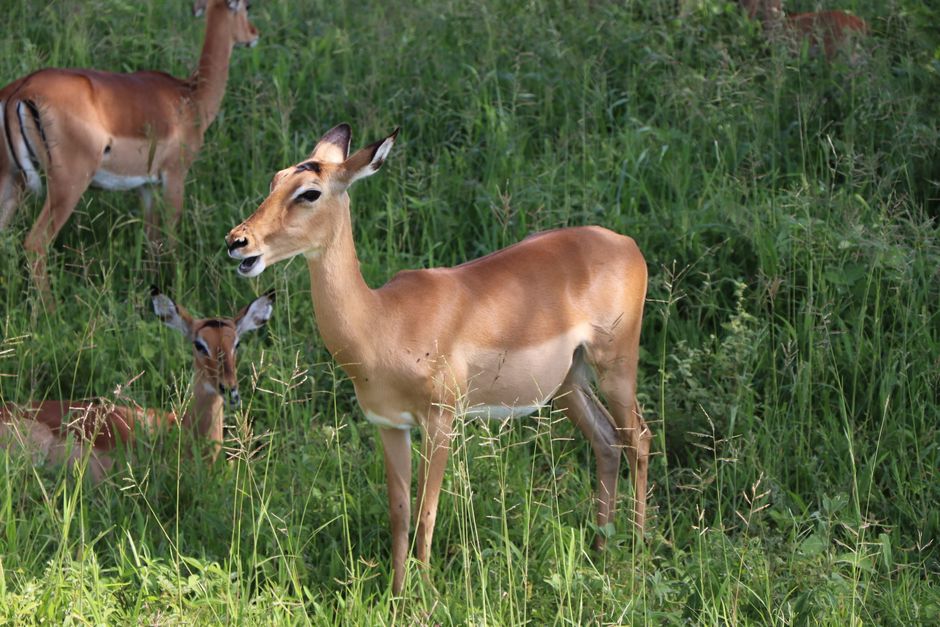 A herd of impalas grazing peacefully in a vibrant green field.