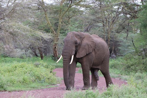 Brown Elephant Walking on Dirt Road Near the Green Trees