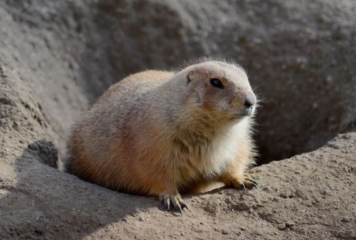 A cute prairie dog perched on rocky terrain, showcasing its furry texture.