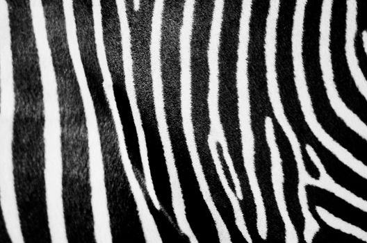 A high-contrast close-up of zebra stripes, highlighting the unique black and white pattern.