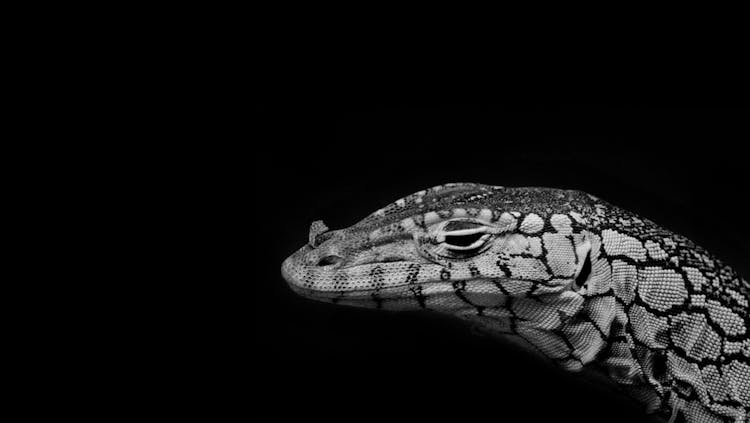 Close Up Shot Of A Monitor Lizard Head