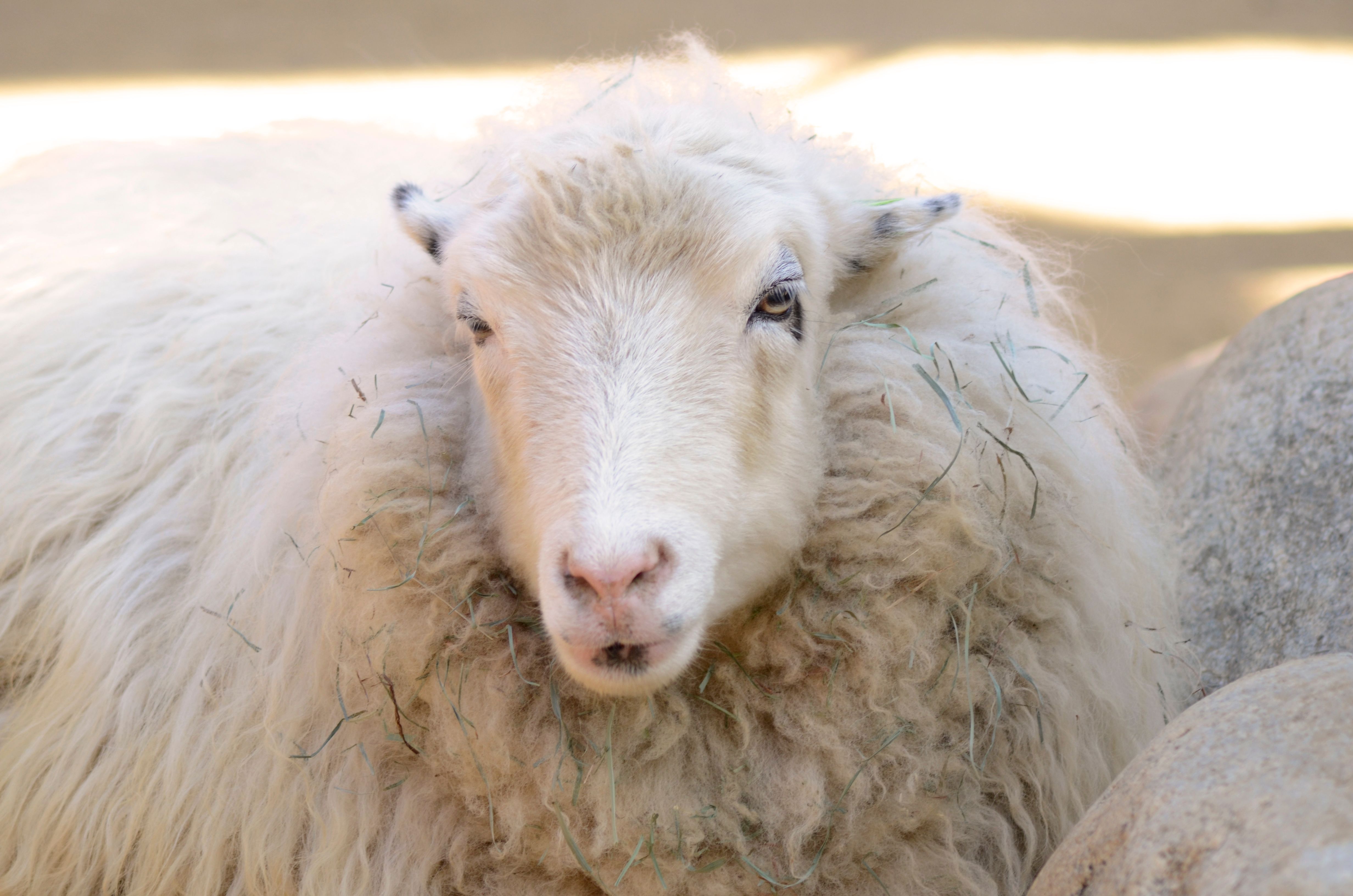 A detailed close-up of a fluffy sheep with a serene expression, captured in an outdoor setting.