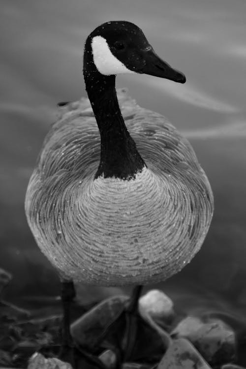 Photos gratuites de animal, canard, eau