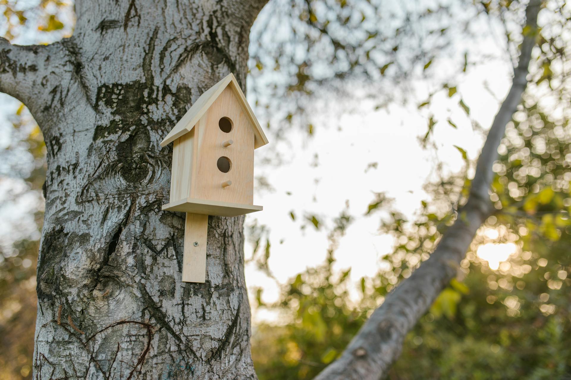 Wooden Birdhouse on Tree Trunk