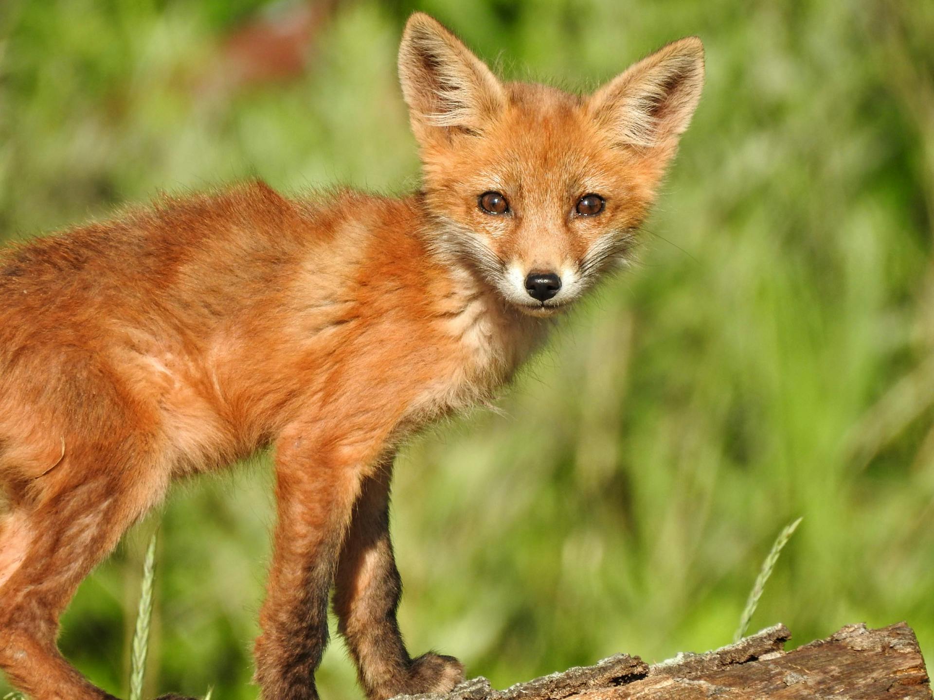 En gros plan du renard rouge américain