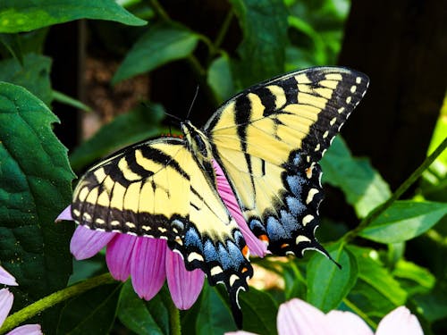 Free Colorful Butterfly Perched on Flowering Plant Stock Photo