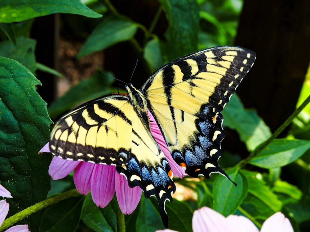 Colorful Butterfly Perched on Flowering Plant