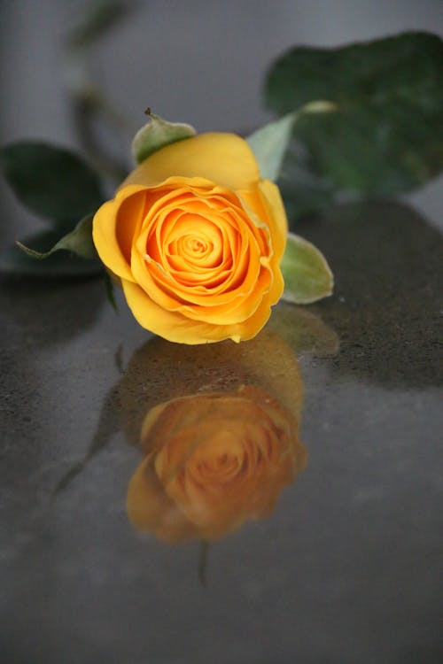 Free Close Up Photo of a Rose Stock Photo