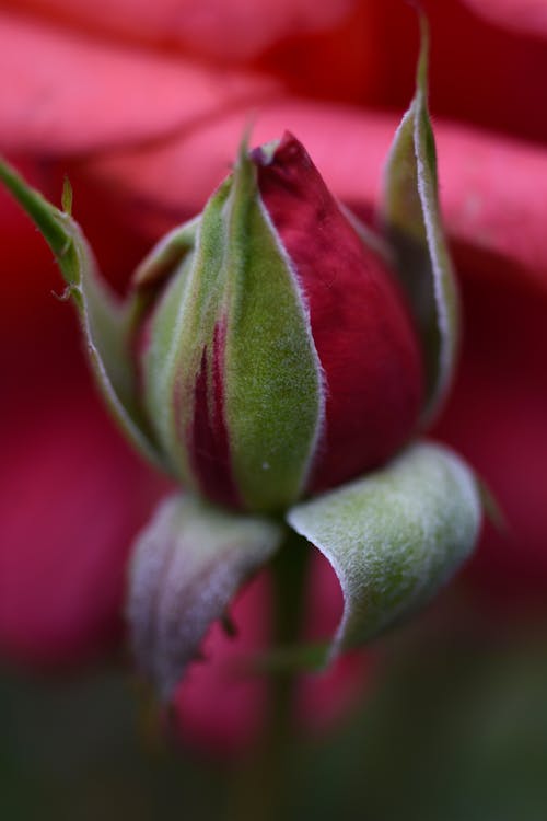 Rose bud with red petals and green leaves