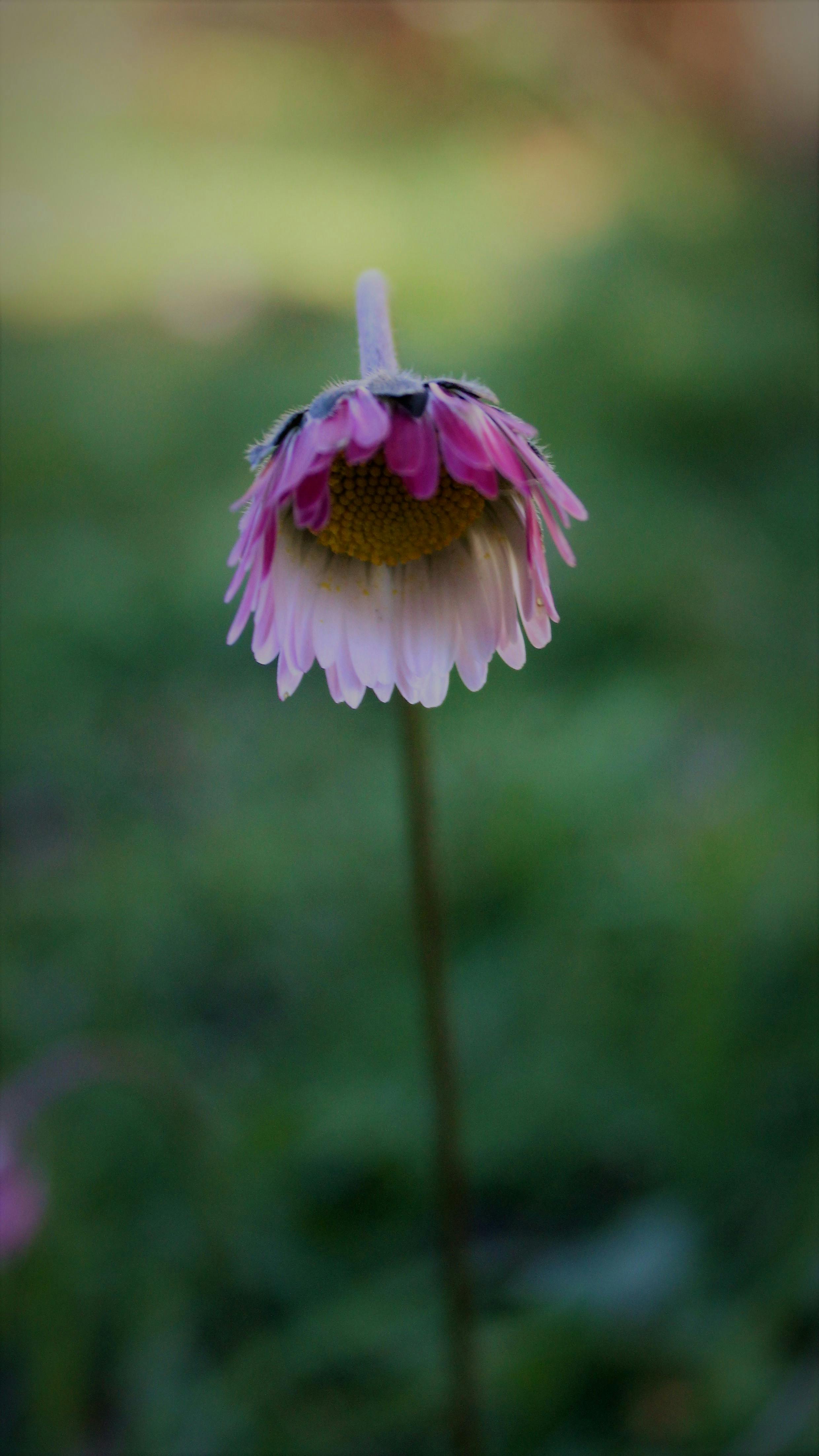 Free Stock Photo Of Bellissimi Fiori, Fiore, Natura