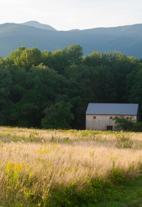 Immagine gratuita di agricoltura, alberi verdi, azienda agricola