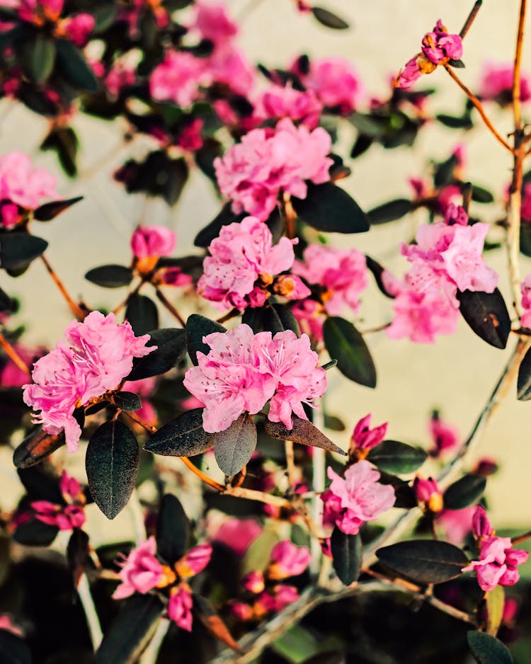 Pink Azalea Flowers In Bloom