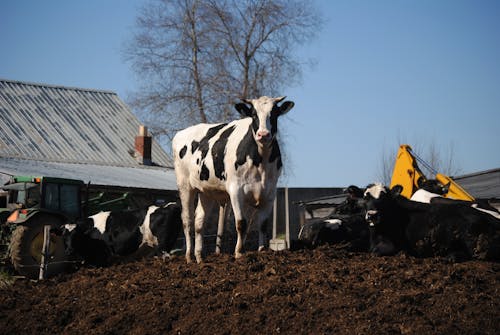 Free Cattles in the Farm Stock Photo