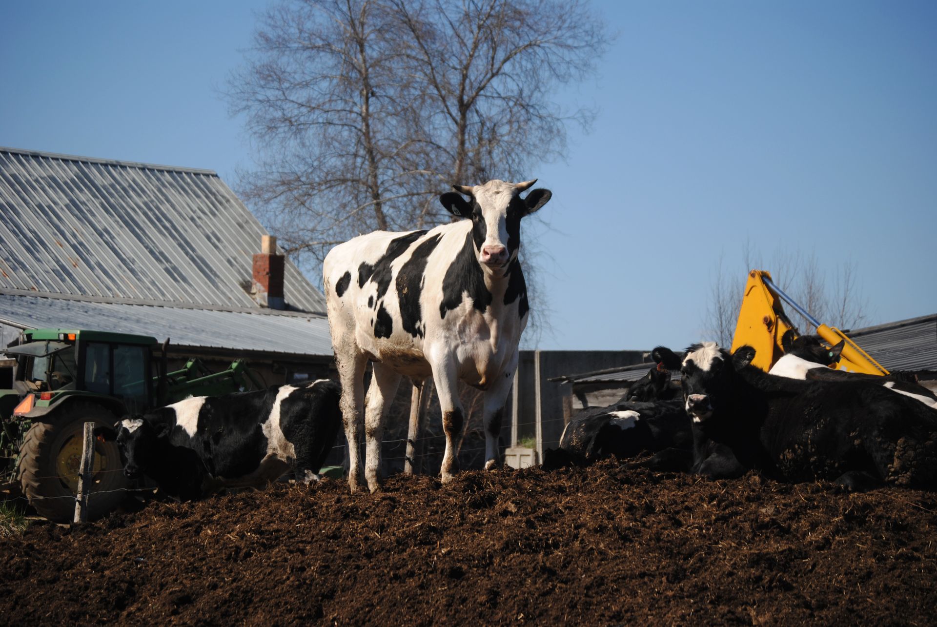 Cattles in the Farm