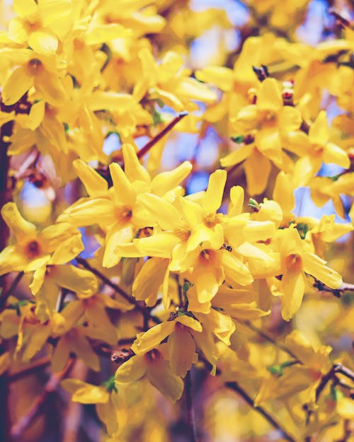 개나리, 노란 꽃, 무리의 무료 스톡 사진