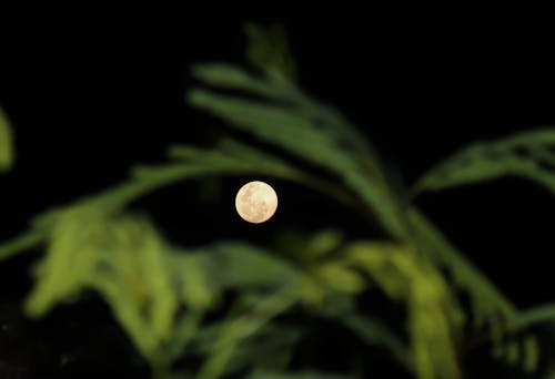 Бесплатное стоковое фото с зеленый, луна, луна ночью