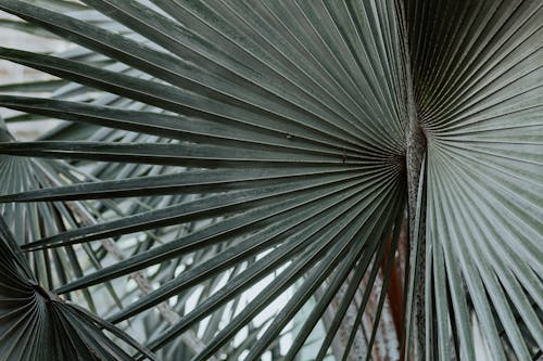 Green Fan Palm Leaf in Close Up