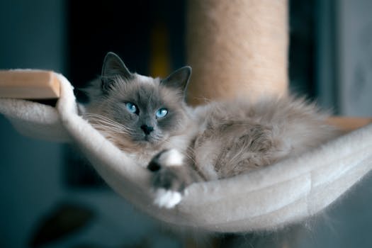 ragdoll kedisi