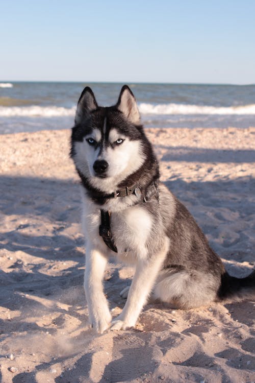 Δωρεάν στοκ φωτογραφιών με husky, ακτή, άμμος