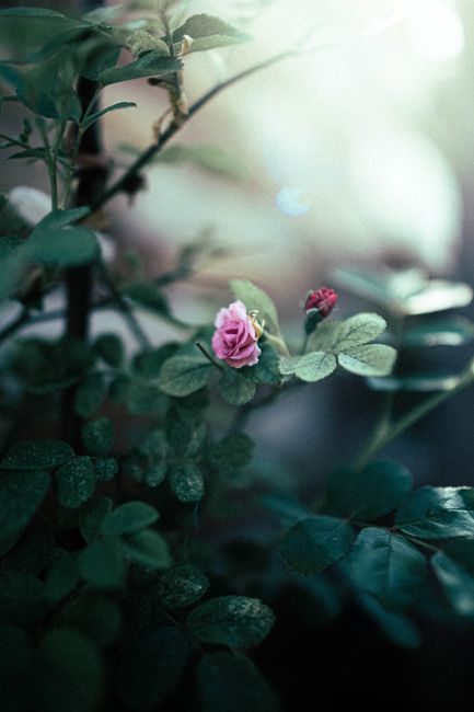 A delicate pink rose bud surrounded by green leaves, captured in soft lighting.