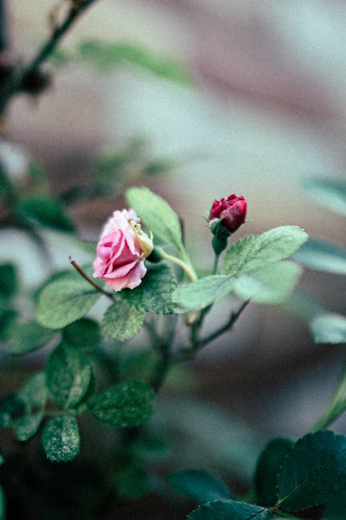 Pink Rose in Bloom